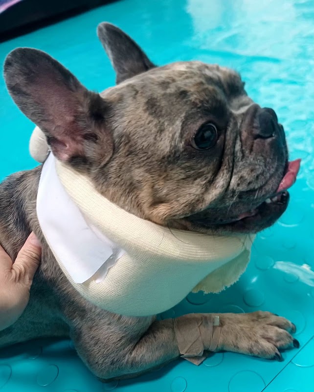 AH NEUROLOGÍA VETERINARIA