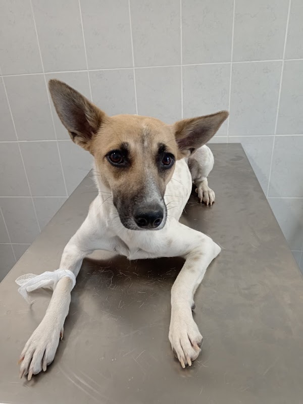 Alta Vet Clínica Veterinaria