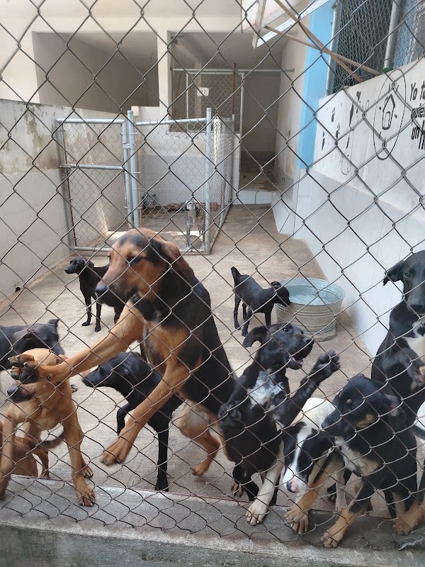 Amigos de los Animales