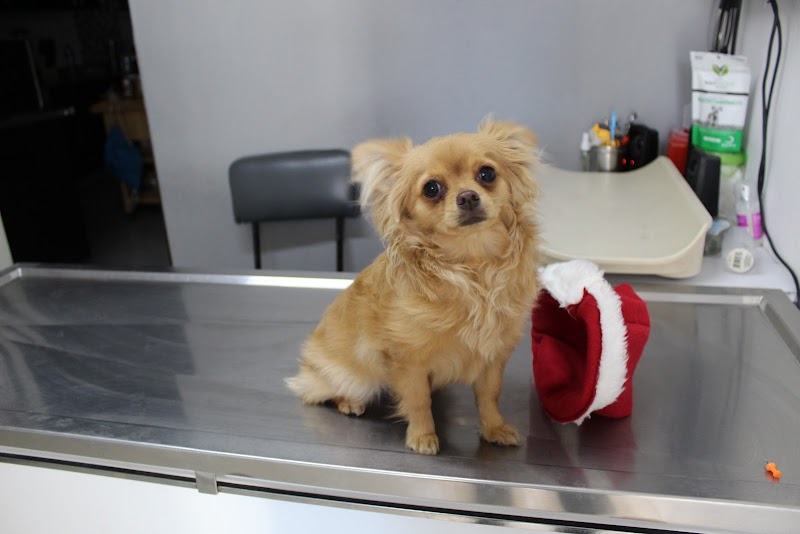 Animalejos Servicios Veterinarios