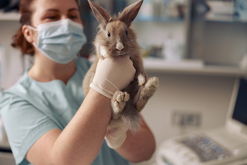 Animalia Hospital Veterinario de Animales Exóticos