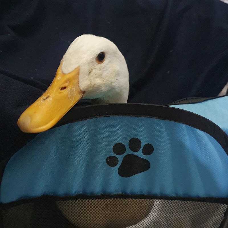 AVE Atención Veterinaria Especializada