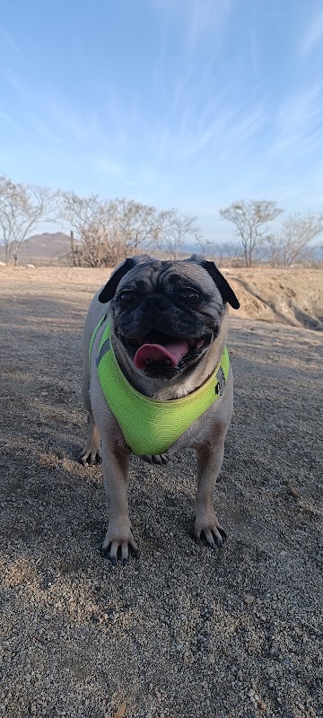 Baja Coyote