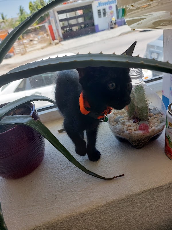 Baja Vet veterinaria