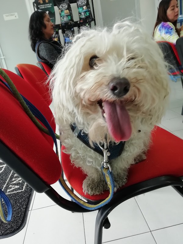 BUAP : Hospital Veterinario Para Pequeñas Especies