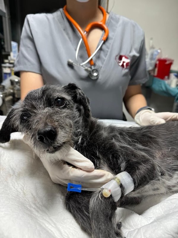 Cardiología integral veterinaria