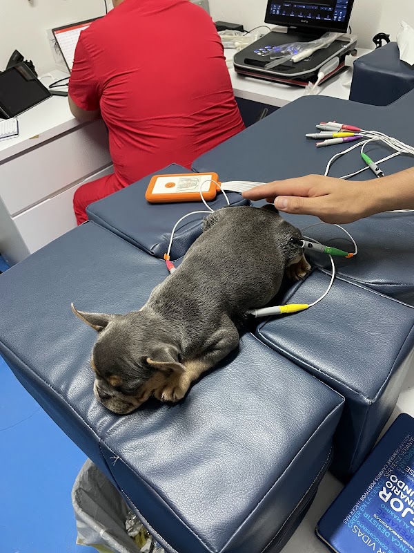 Cardiología Veterinaria México CDMX
