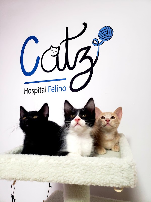 CATZ Hospital Felino