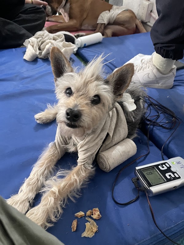 CeFiVet mx — Rehabilitación y fisioterapia veterinaria en Ciudad de México