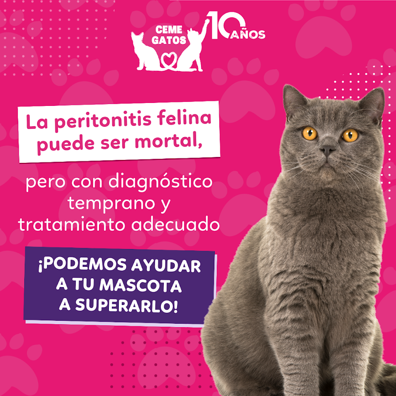 CEME Gatos Xoco