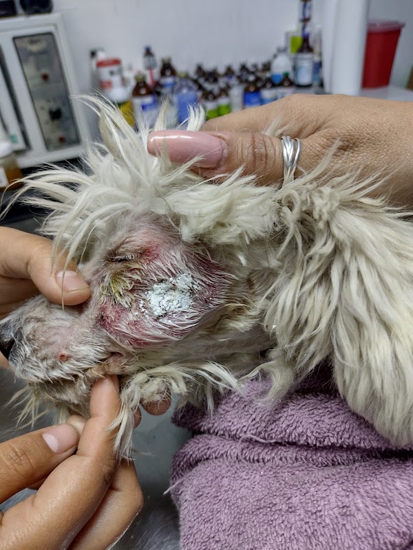 Centro Animal, Clínica Veterinaria 80