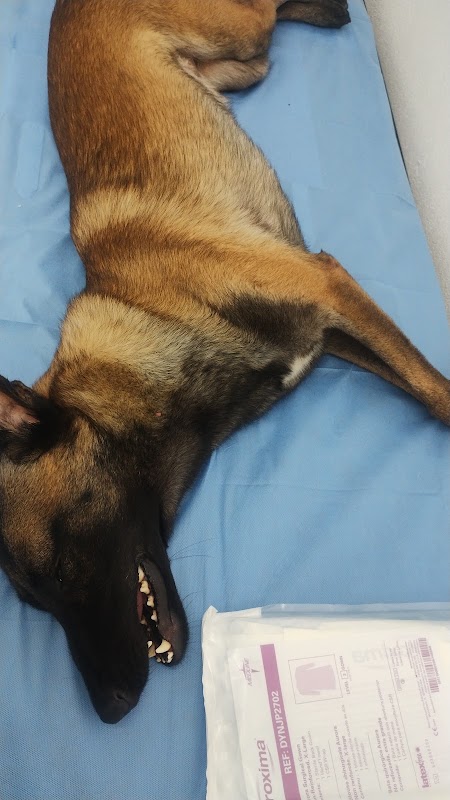 Centro de Bienestar Animal