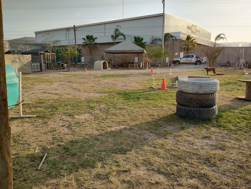 Centro De Entrenemiento reavilitacion Y Educacion Canina C-DU-CAN