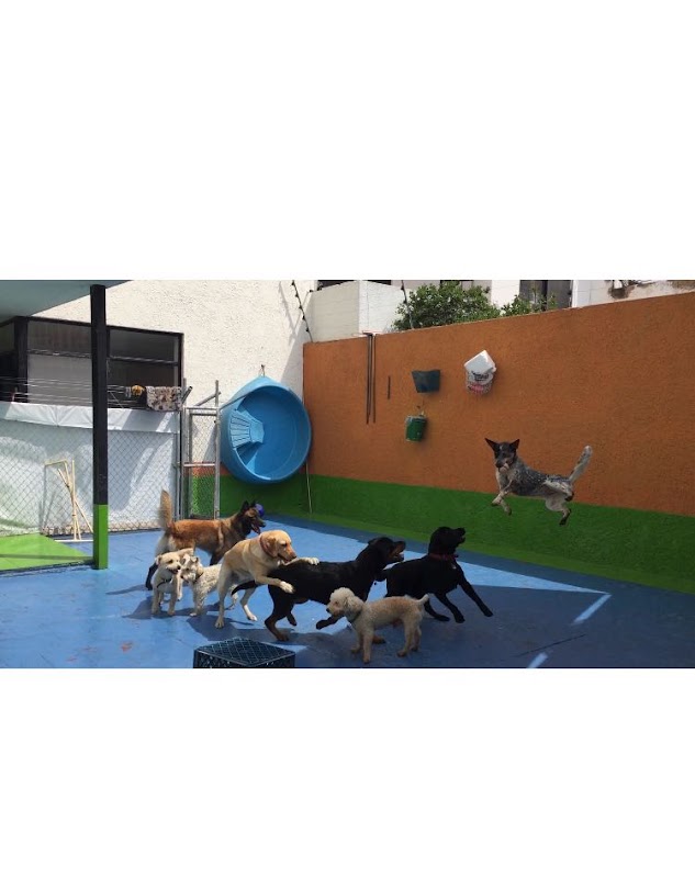 Centro integral canino “Perros del Mundo”