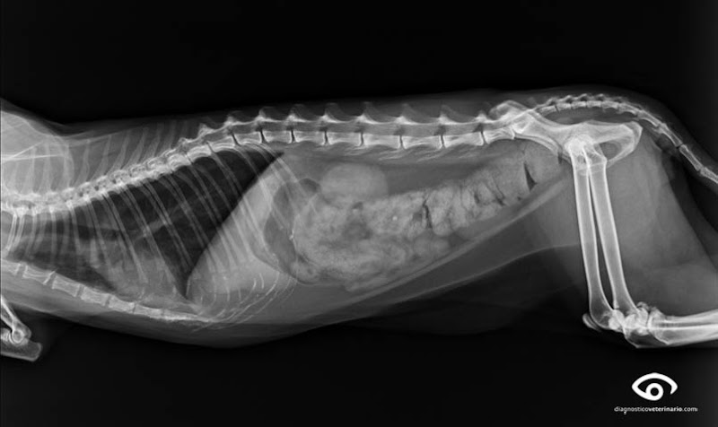 Centro Médico Veterinario Peek
