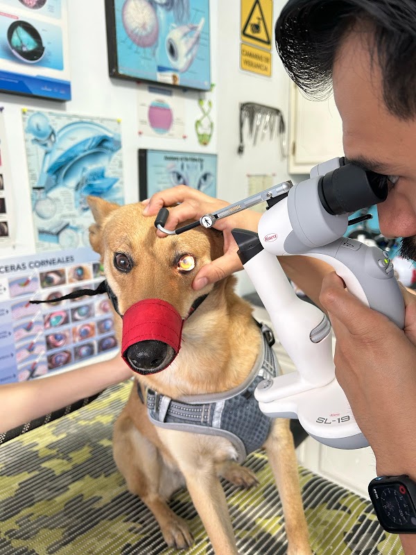 Centro Oftalmólogico Veterinario