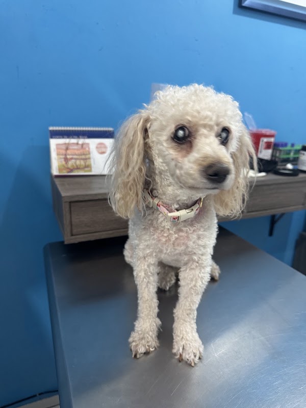 Centro Oncologico Veterinario Tierarzt