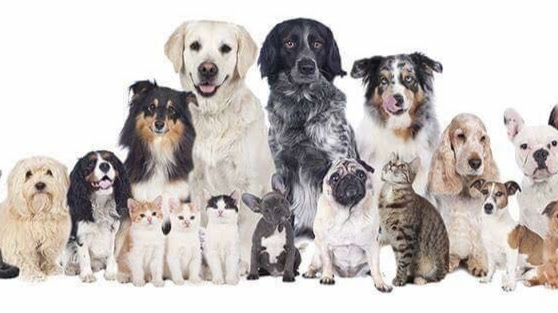 Centro Veterinario HAPPY PETS