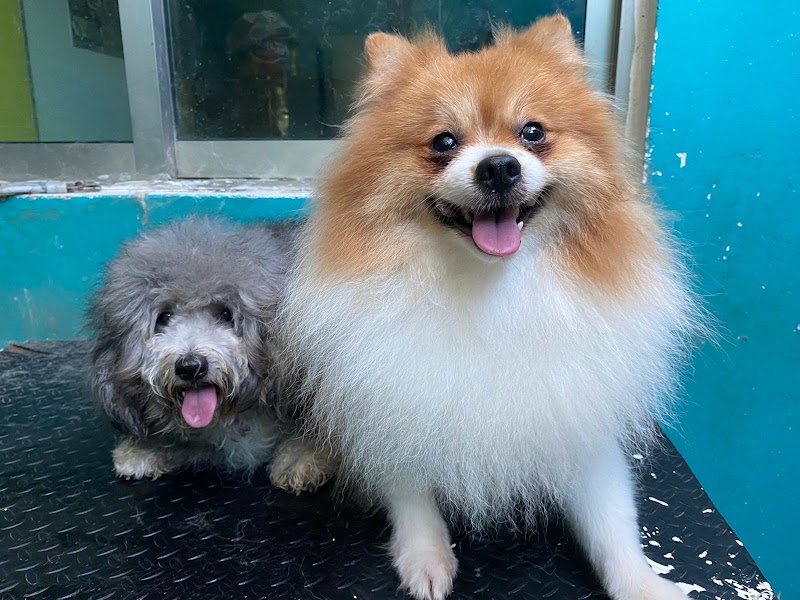 Centro Veterinario Healthy Dogs & Cats