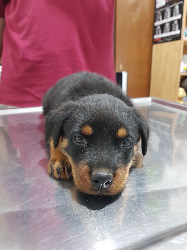 CENTRO VETERINARIO HERMOSILLO