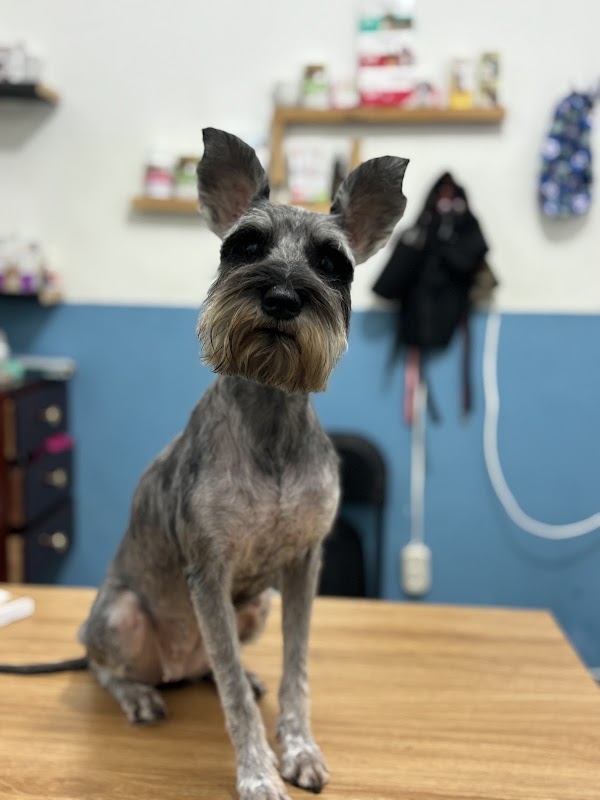 Choco Pet's — Medicina felina en Villahermosa