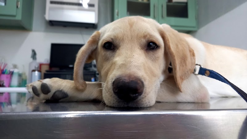 Clínica Canina