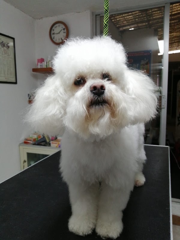 Clínica de Especialidades Veterinarias Dr. Villaseñor — Ortopedista en San Luis Potosí