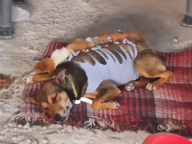Clínica de Esterilización Especializada