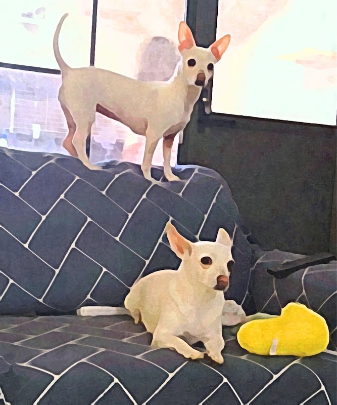 Clínica Integral Para Mascotas Mvz Silvia Arévalo