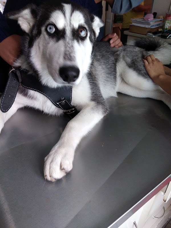 Clínica Veterinaria AviGil