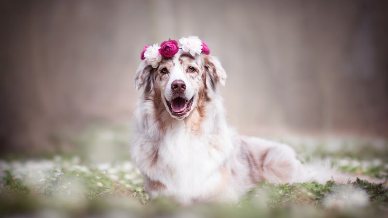 Clínica Veterinaria Balam Ags