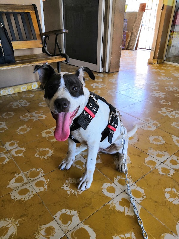 CLINICA VETERINARIA CARDENAS