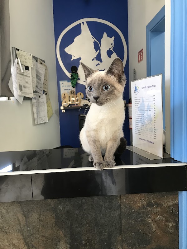 Clinica Veterinaria de Especialidades Medicina Preventiva