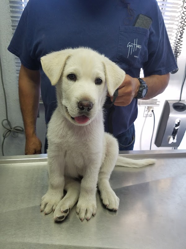 Clínica Veterinaria de Pequeñas Especies El Buen Pastor