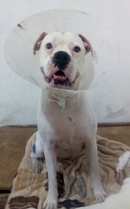 Clínica Veterinaria Doctor Licón