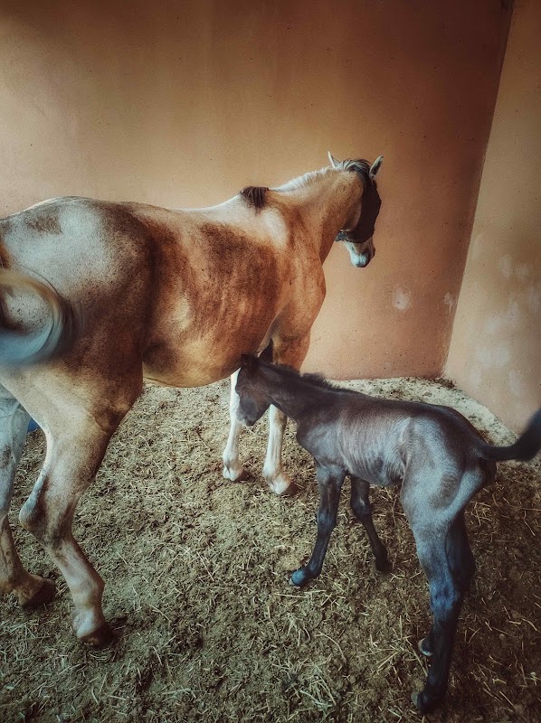 Clínica Veterinaria El Dorado