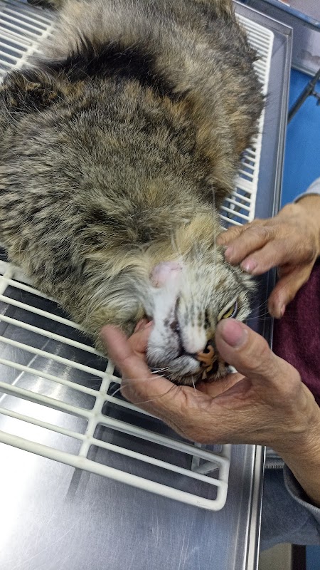 Clínica Veterinaria GC