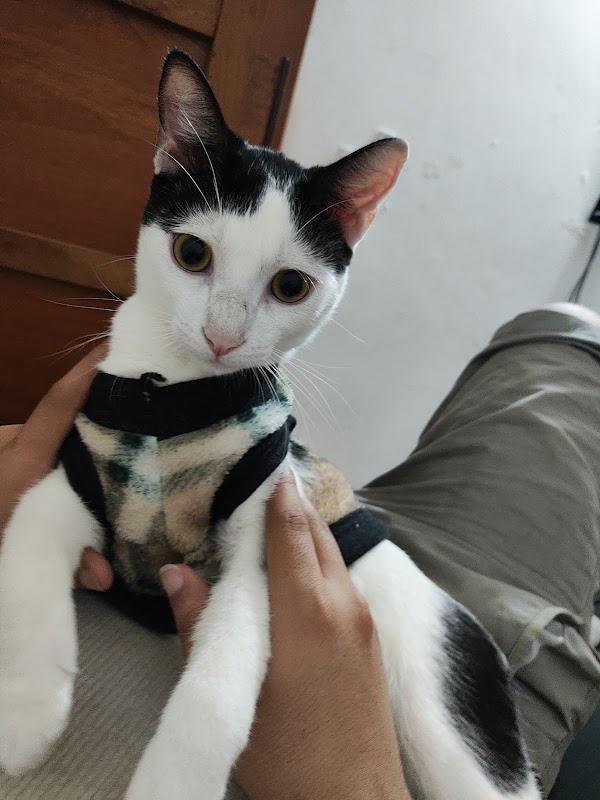 Clínica Veterinaria "Good Boy"