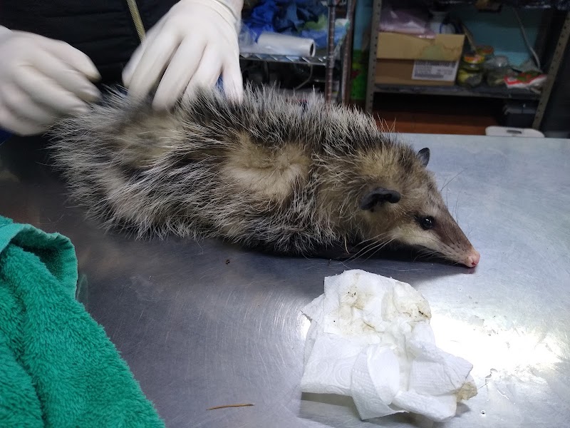 Clínica Veterinaria Las Americas