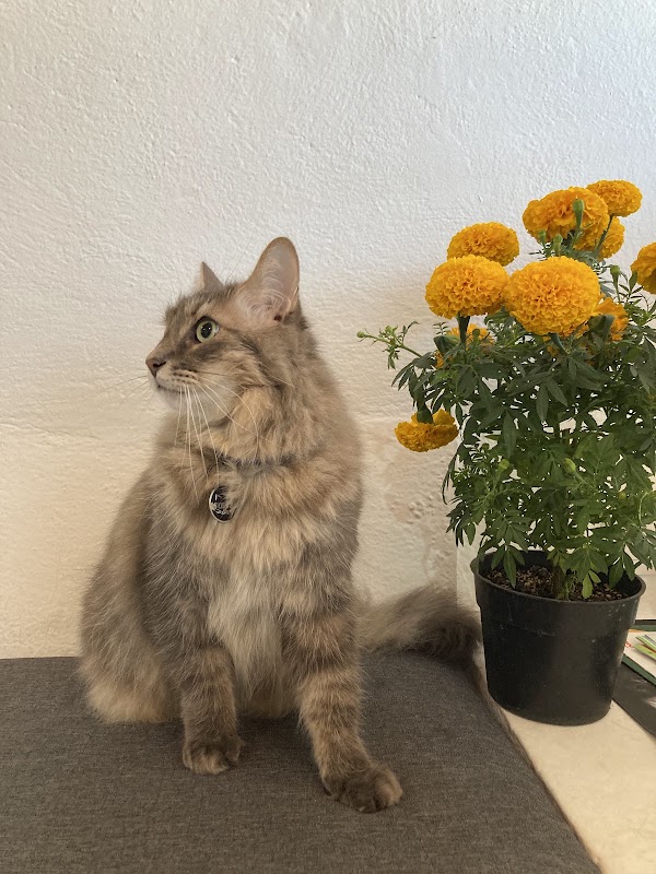 Clínica Veterinaria Maré