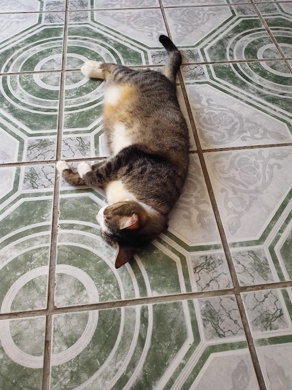 Clínica Veterinaria Mvz. Daniel Vázquez Guzmán