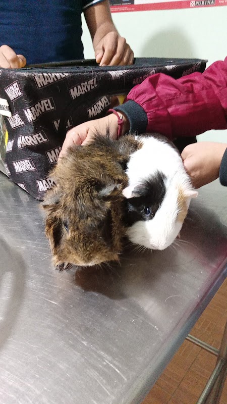 Clínica Veterinaria Nordica