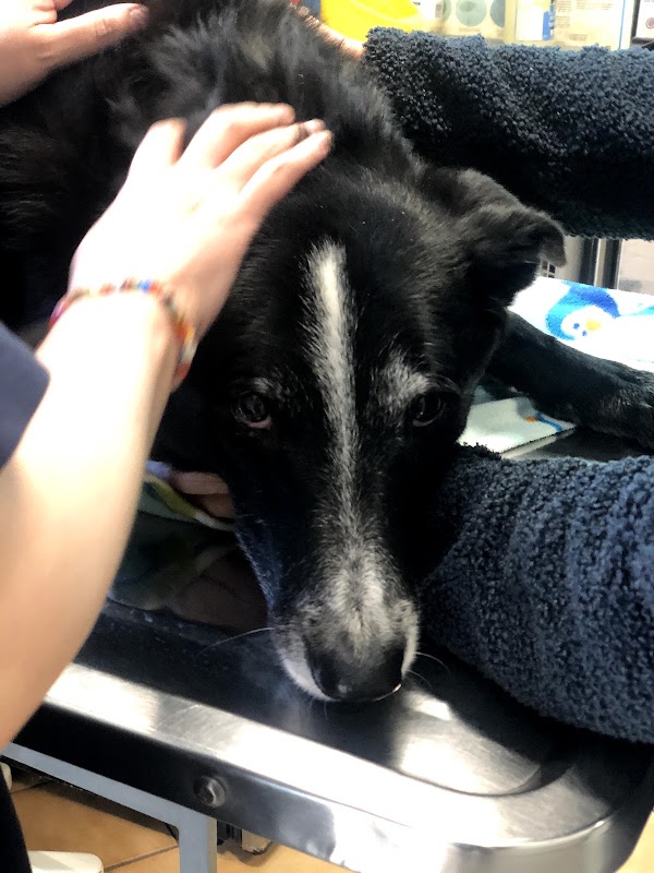 Clínica Veterinaria Otay