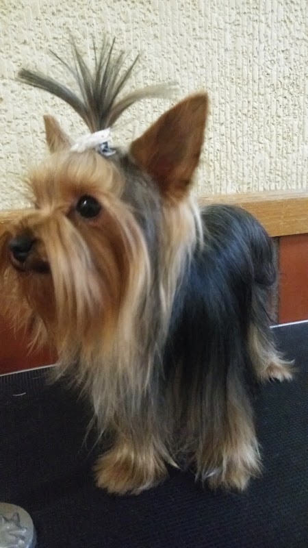 Clínica Veterinaria Pasión Animal