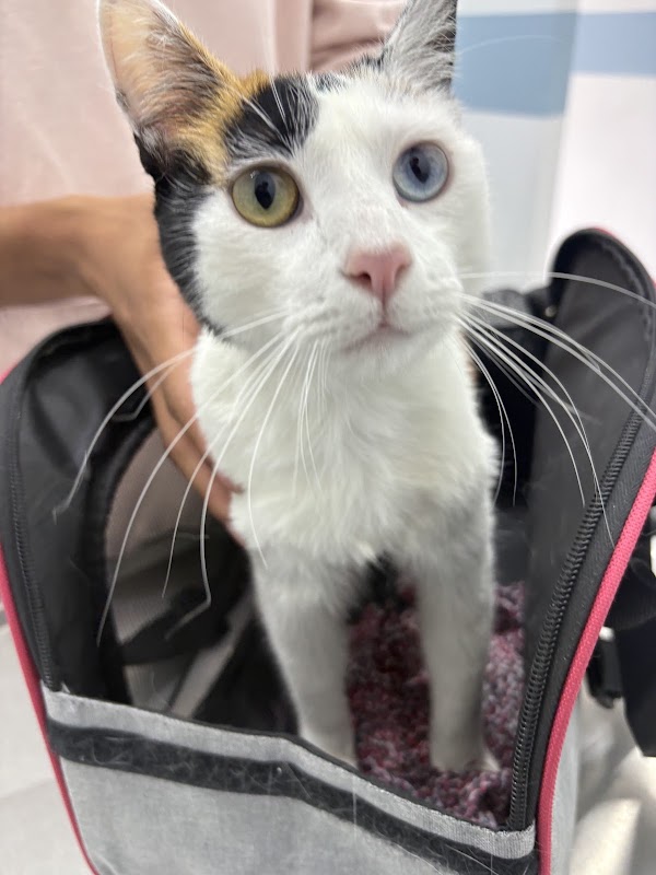 Clínica Veterinaria Rossvet