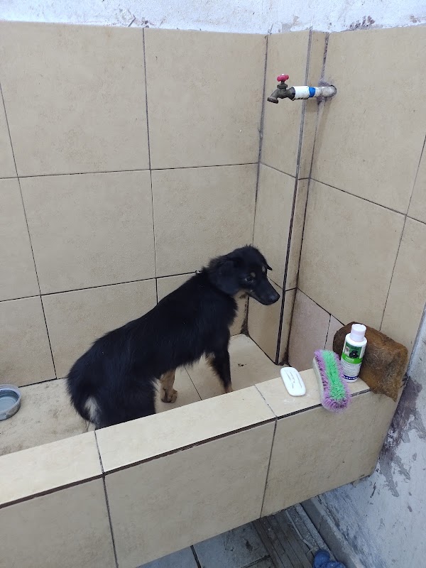 CLINICA VETERINARIA TOAC