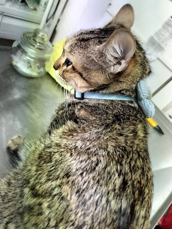 CLÍNICA VETERINARIA UNA CARICIA PARA TU MASCOTA — Cirugía veterinaria en Puebla