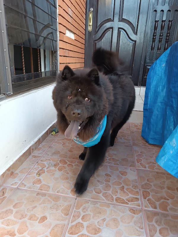 Clínica Veterinaria V.I.P