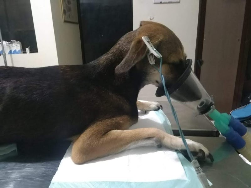Clínica Veterinaria Vet Home