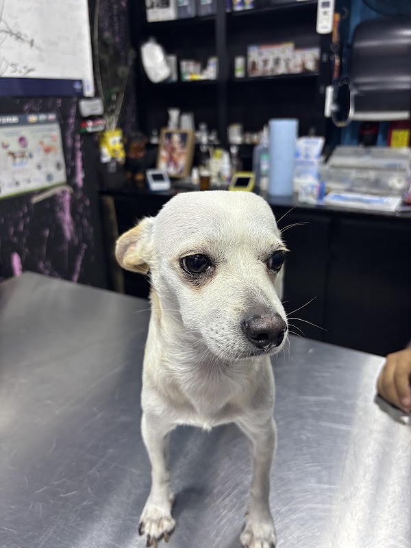 Clínica Veterinaria VET-MEDIC